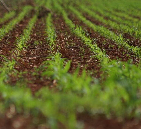 Colheita da soja avança em MS e plantio&hellip;