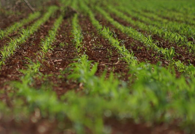 Colheita da soja avança em MS e plantio do milho já supera 75%