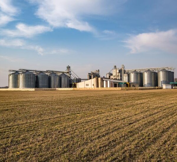 Comercialização de soja e milho apresenta ritmo cauteloso&hellip;