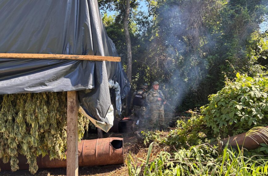 Operação destrói 10 hectares de maconha tipo “skunk” na fronteira