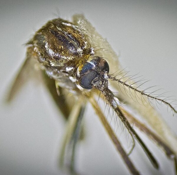 Boletim aponta mais de 3,6 mil casos prováveis&hellip;