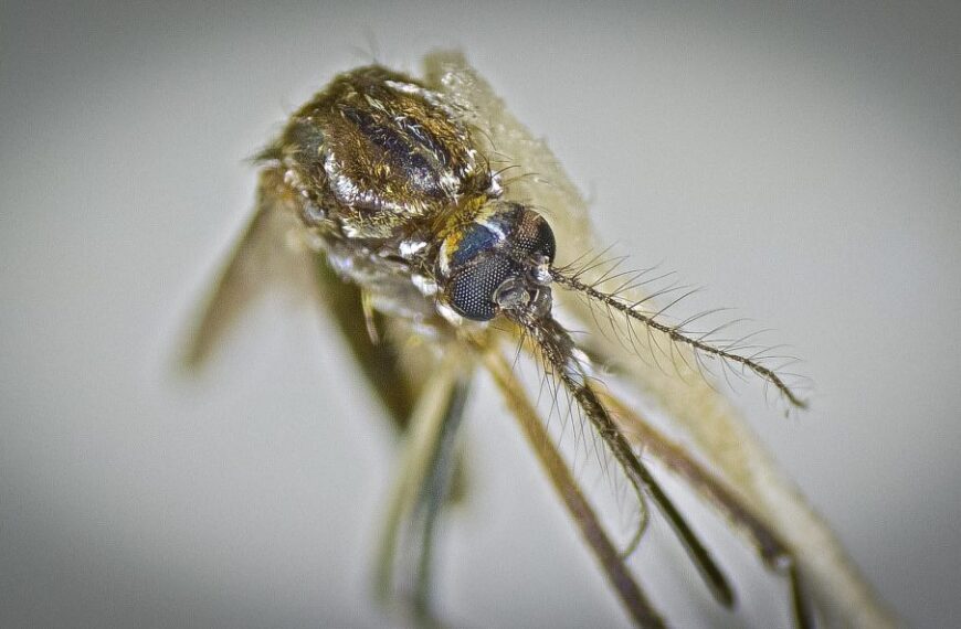 Boletim aponta mais de 3,6 mil casos prováveis de Chikungunya em MS
