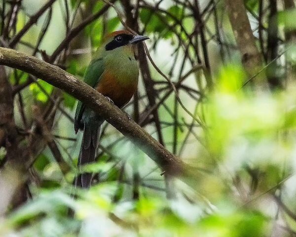 Juruva é instituída ave símbolo da Mata Atlântica&hellip;