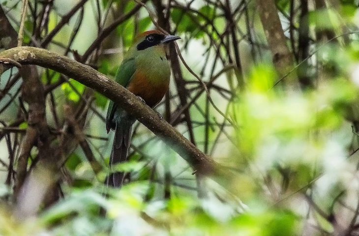 Juruva é instituída ave símbolo da Mata Atlântica em MS