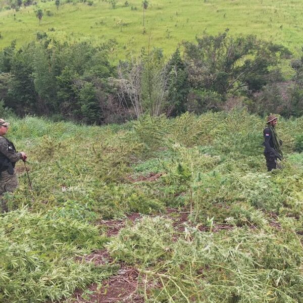 SENAD destrói 18 toneladas de maconha em propriedade&hellip;