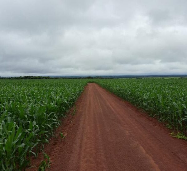 Colheita da soja se aproxima do fim e&hellip;