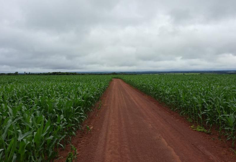 Colheita da soja se aproxima do fim e plantio do milho alcança 99,5% da área estimada