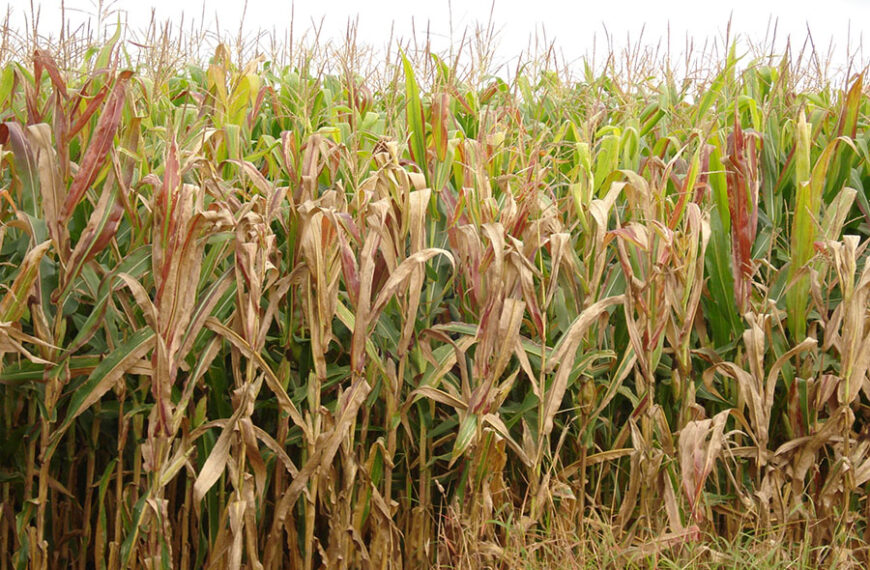 Cigarrinha-do-milho causa prejuízo de 25,8 bilhões de dólares ao país em 4 anos