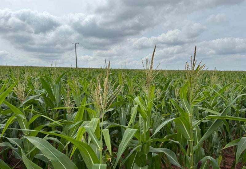 MS: Milho ganha protagonismo e reforça papel estratégico no agro brasileiro