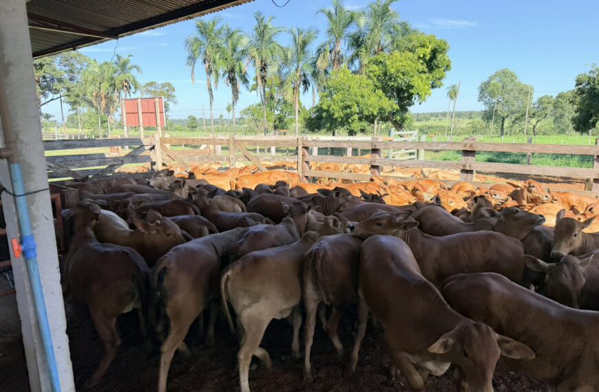 Leilões da Expojardim 2026 começam com oferta de 2 mil animais e reforçam força da pecuária regional