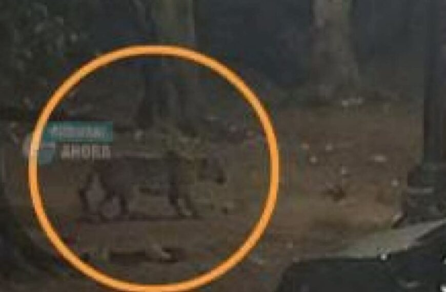 Possível aparição de onça assusta moradores da fronteira e deixam autoridades em alerta