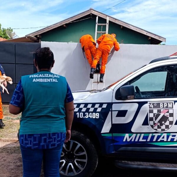 Cães vítimas de maus-tratos e abandono são resgatados&hellip;