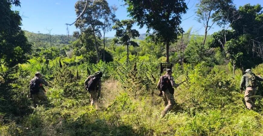 SENAD continua destruindo roças de maconha na fronteira