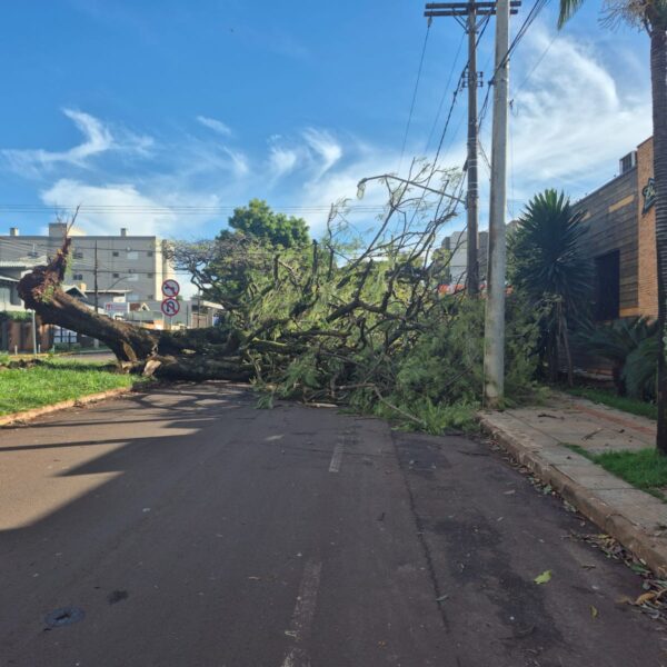 Árvore gigante despenca e bloqueia rua em Dourados