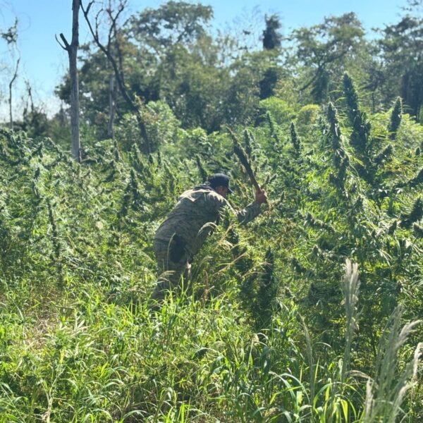 Polícia paraguaia destrói 800 quilos de maconha e&hellip;