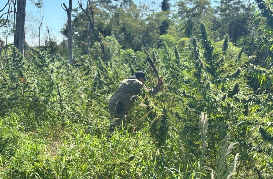 Polícia paraguaia destrói 800 quilos de maconha e erradica plantações na região de fronteira